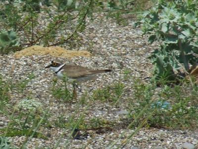 Прикрепленное изображение: b03.jpg